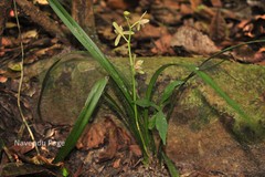 Cymbidium ensifolium var. haematodes